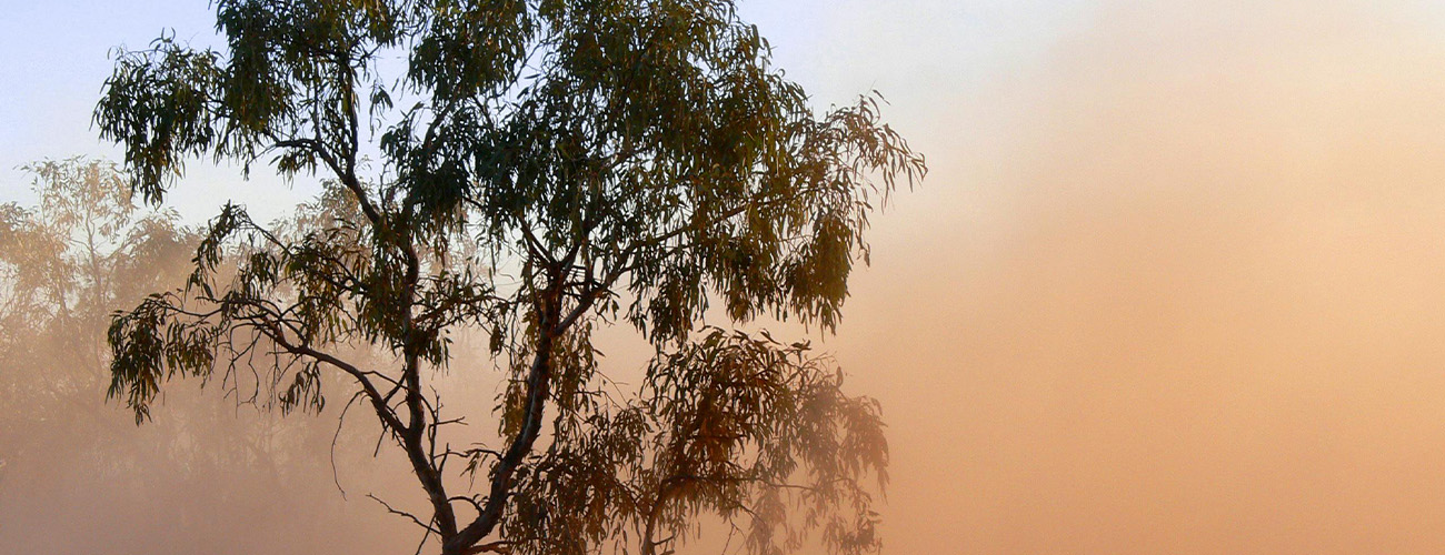 tree and fog or smoke
